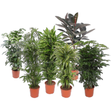Caryota, chameadora,
dracena lemon lime, ficus burgundy
of rademachera hainanesis